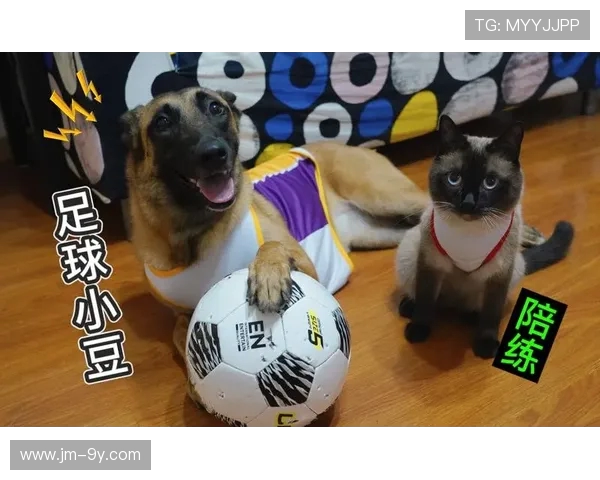 冬季保暖足球狗触屏手套打造宠物陪练户外运动智能互动新体验